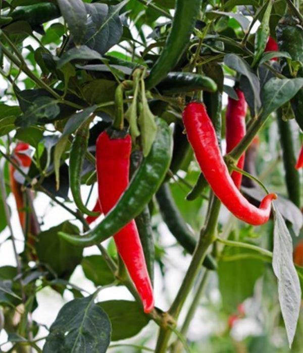 Chilli Sazenice