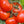 Načíst obrázek do prohlížeče galerie, Sazenice rajčat - Malinové rajče - Raspberry Favorit - SazeniceOnline
