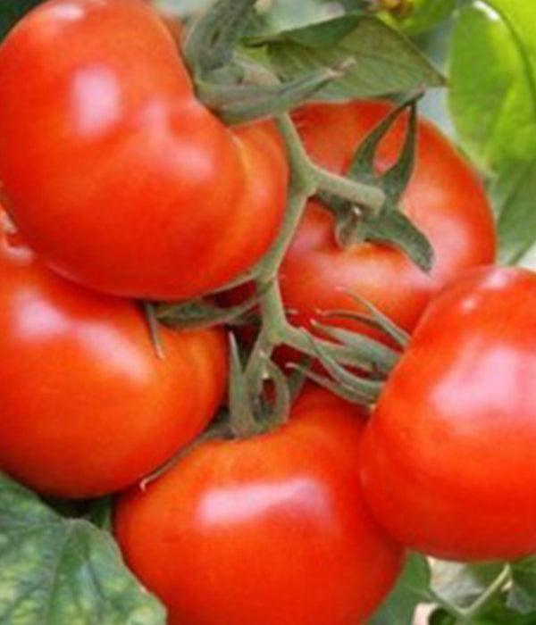Sazenice rajčat - Malinové rajče - Raspberry Favorit - SazeniceOnline