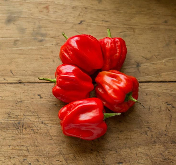 Paprika sazenice - Pálivý pepř - Habanero