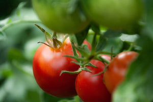 Sazenice rajčat - Malinové rajče - Malinový Ozarowski - SazeniceOnline