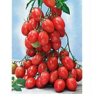 Sazenice rajčat - Koktejlová rajčata - Tutti Frutti F1 - SazeniceOnline