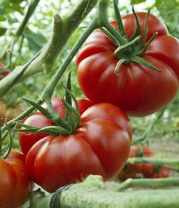 Sazenice rajčat - Malinové rajče - Marmande - SazeniceOnline
