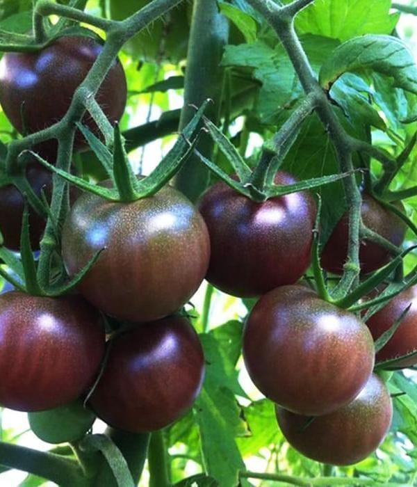 Sazenice rajčat - Černé rajče - Černý princ ( Noire de Crimee ) - SazeniceOnline