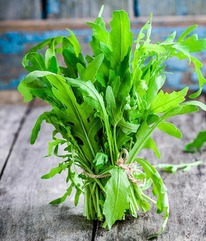 Rukola - Sadzonka - Niezłe Ziółko