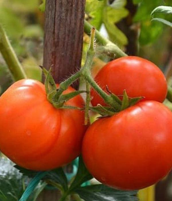 Tolek - Sadzonka Pomidora - Niezłe Ziółko