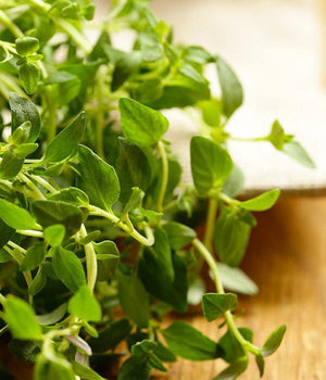 Tymianek - Sadzonka - Niezłe Ziółko